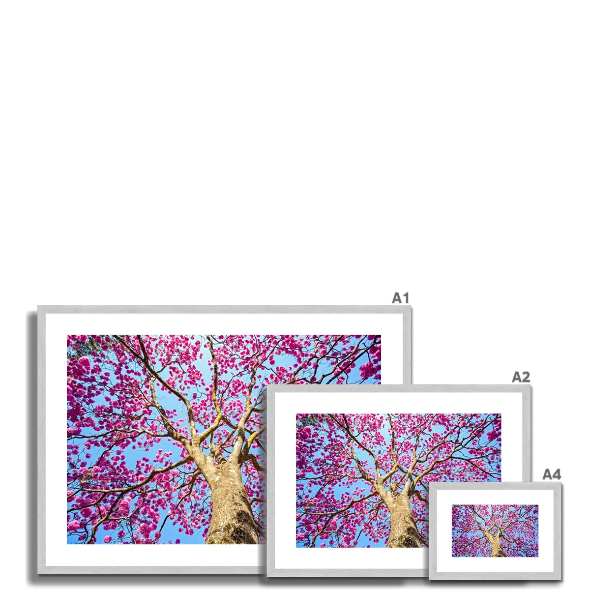 The Blooming Canopy Antique Framed & Mounted Print