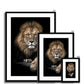 King of Beasts Framed & Mounted Print