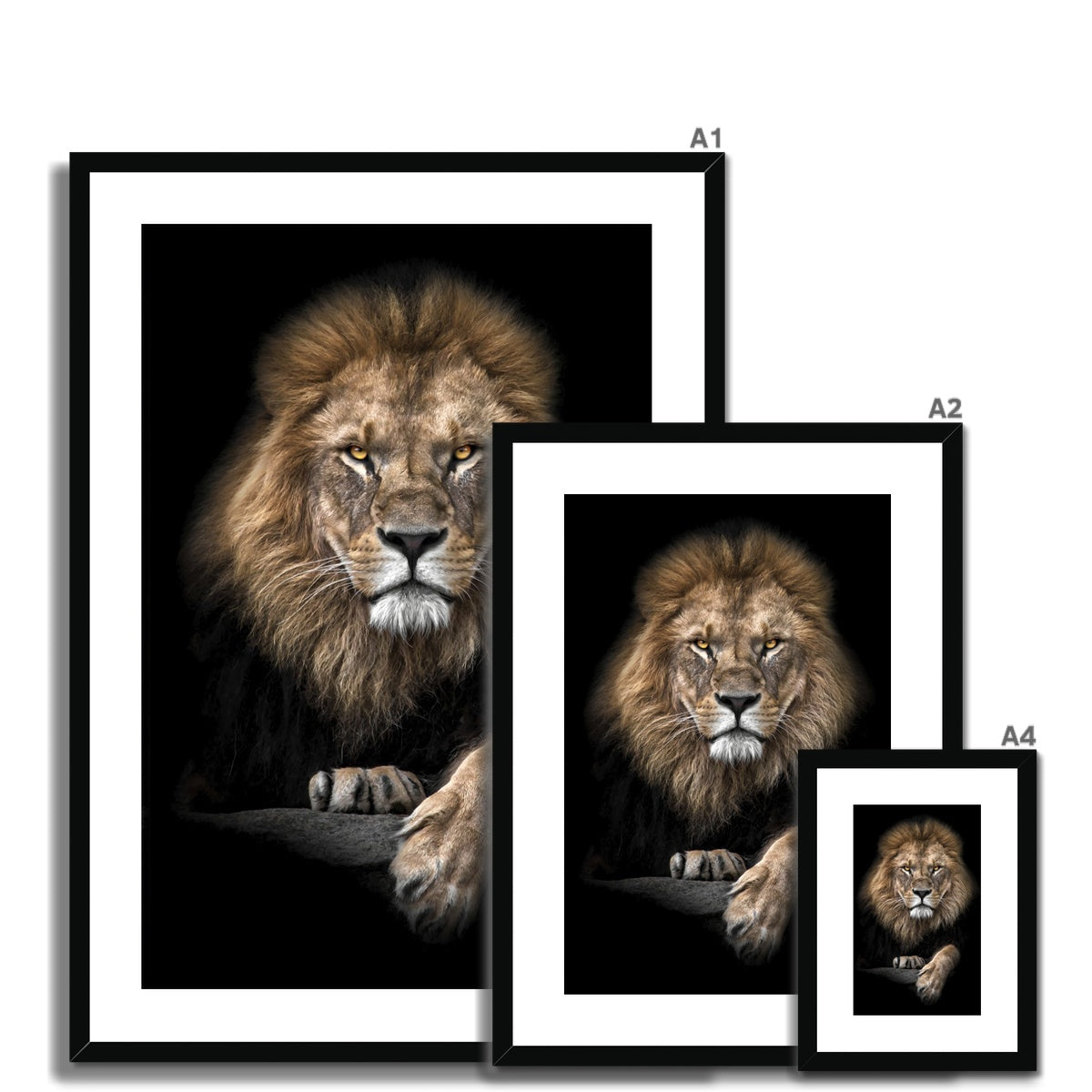 King of Beasts Framed & Mounted Print