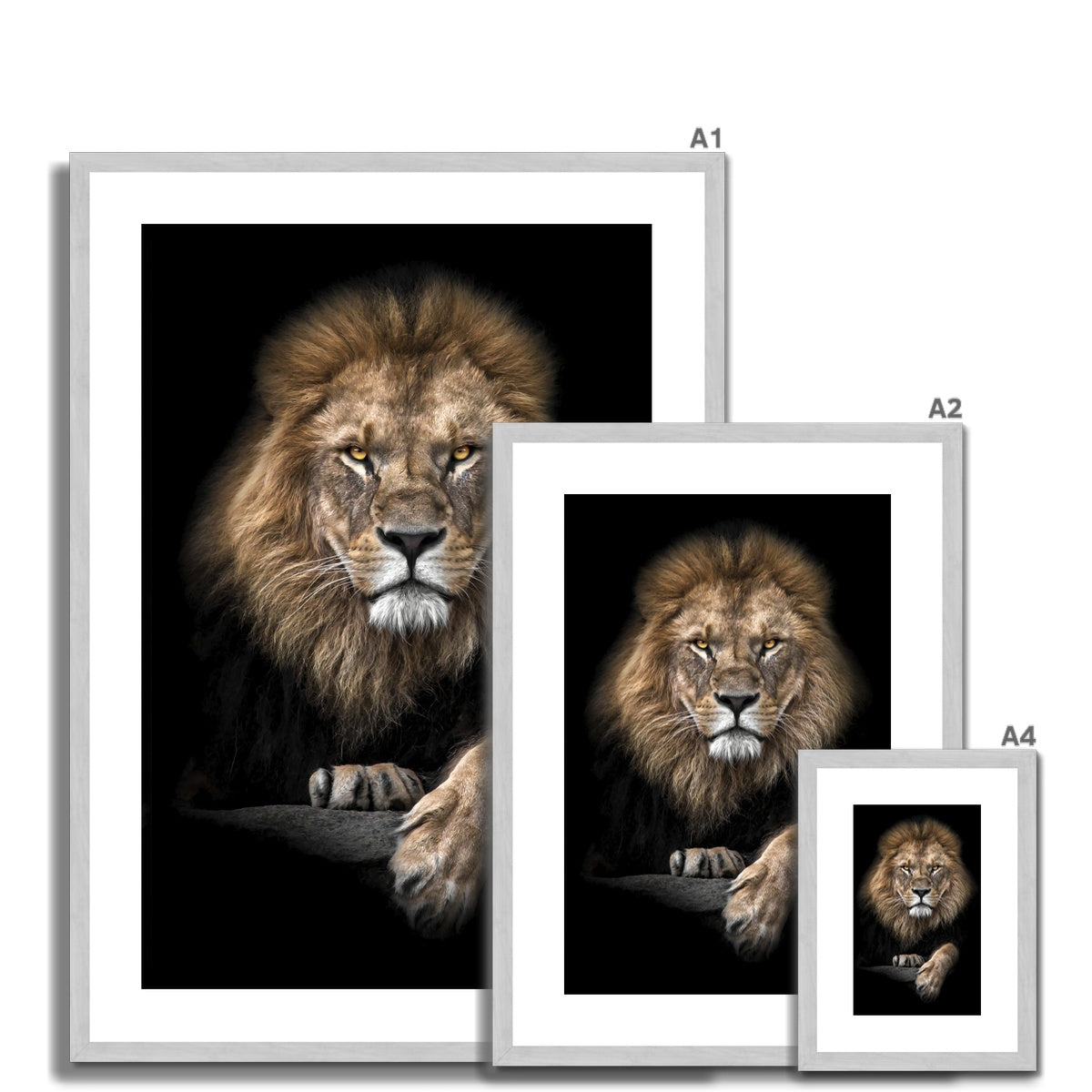 King of Beasts Antique Framed & Mounted Print
