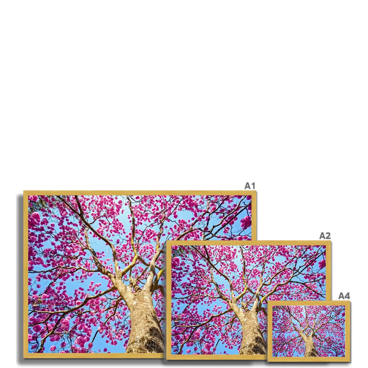 The Blooming Canopy Antique Framed Print