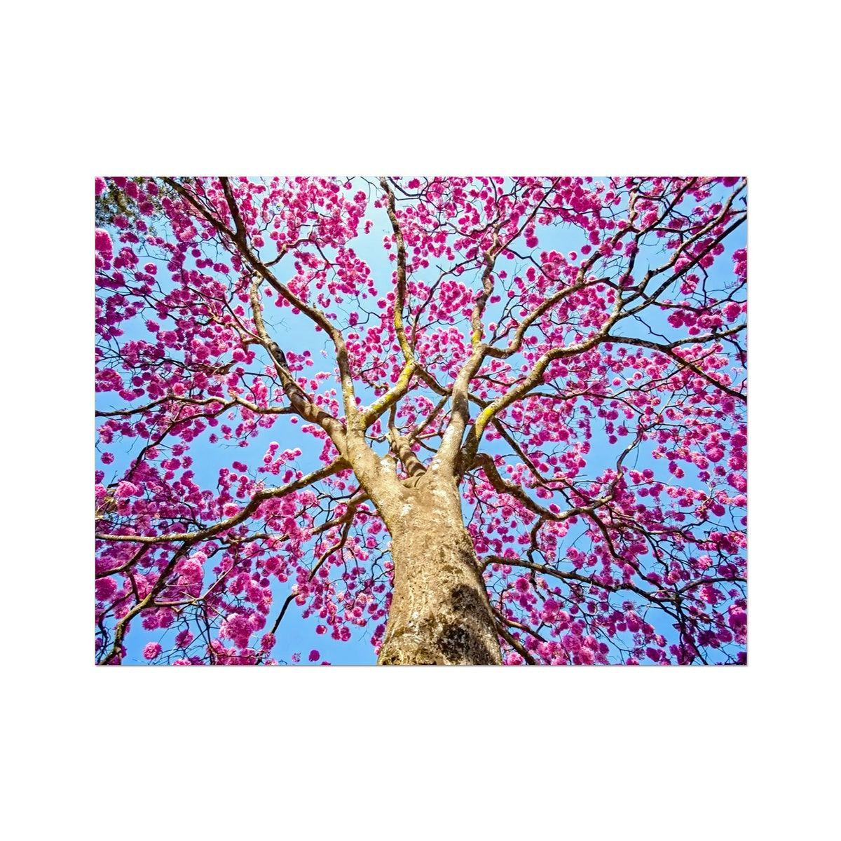 The Blooming Canopy Canvas Print