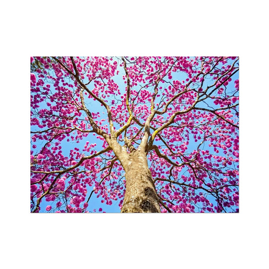 The Blooming Canopy Canvas Print