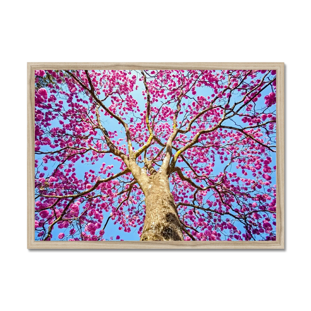 The Blooming Canopy Framed Print