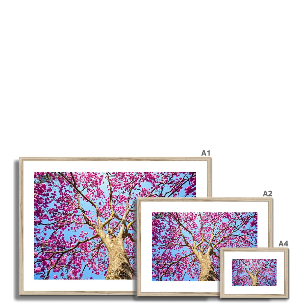 The Blooming Canopy Framed & Mounted Print