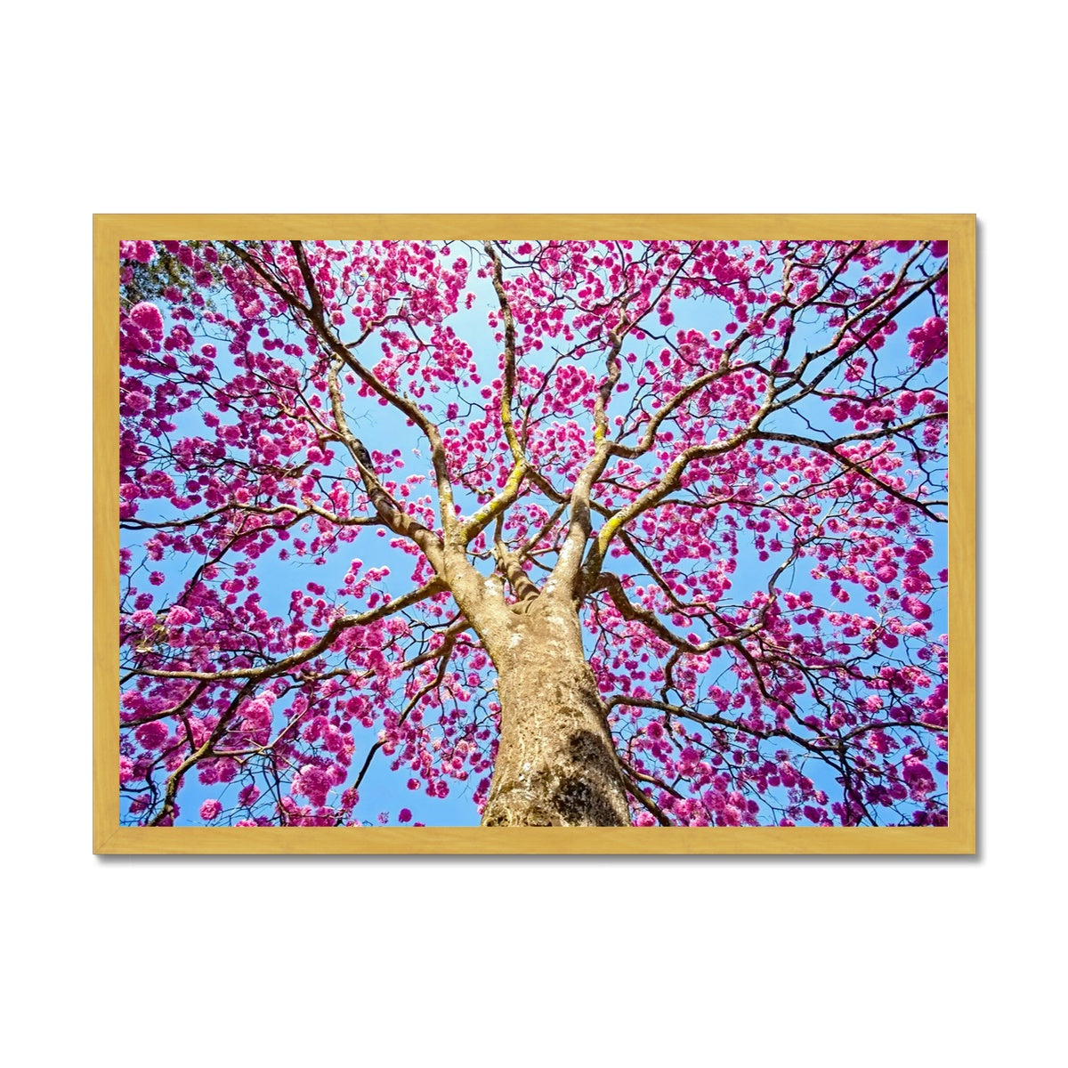 The Blooming Canopy Antique Framed Print