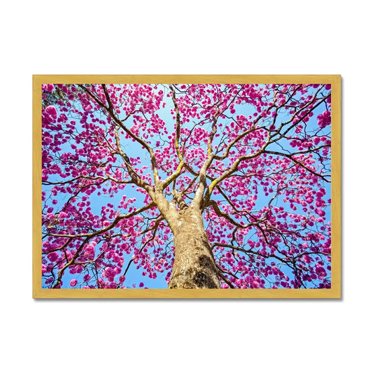 The Blooming Canopy Antique Framed Print