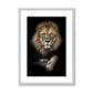 King of Beasts Antique Framed & Mounted Print