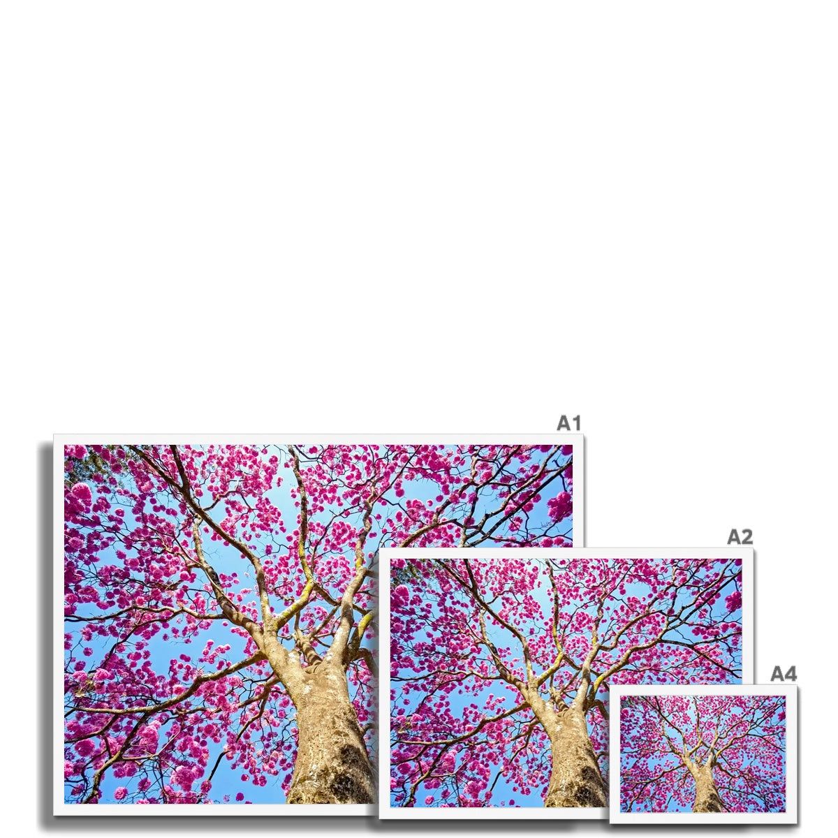 The Blooming Canopy Framed Print