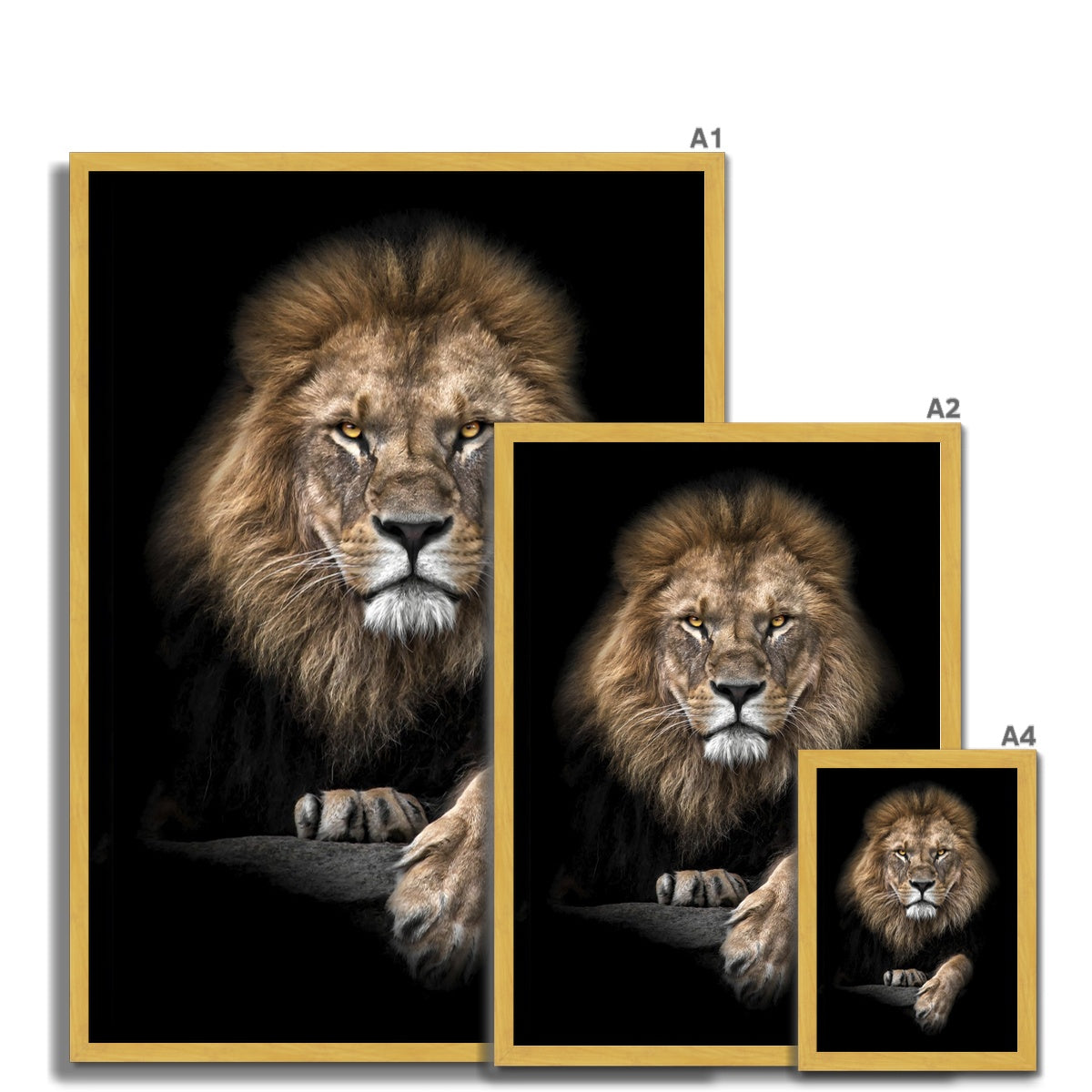 King of Beasts Antique Framed Print