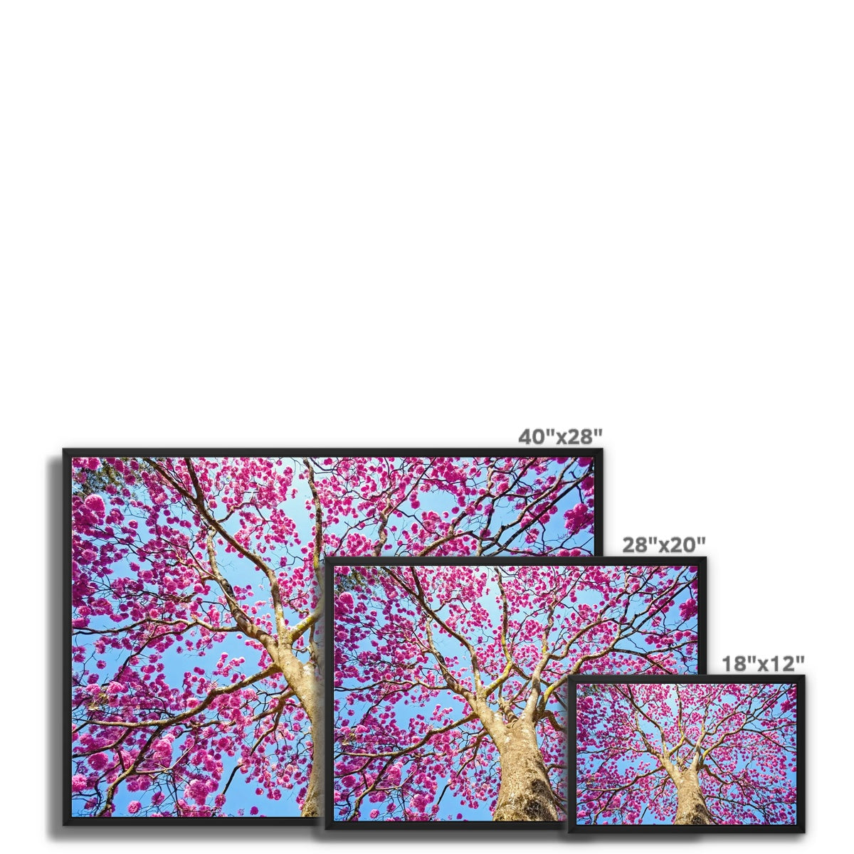 The Blooming Canopy Float Framed Canvas