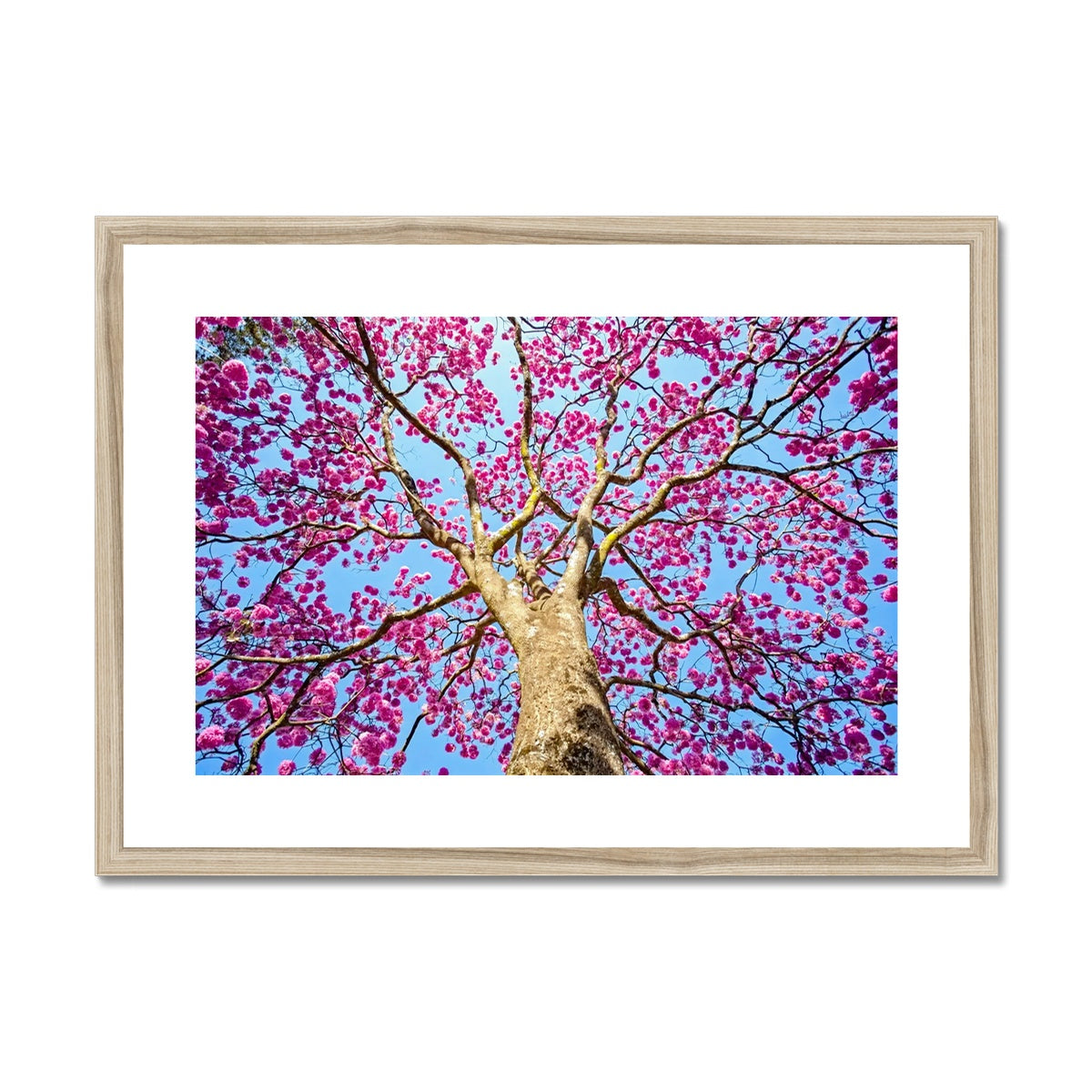 The Blooming Canopy Framed & Mounted Print