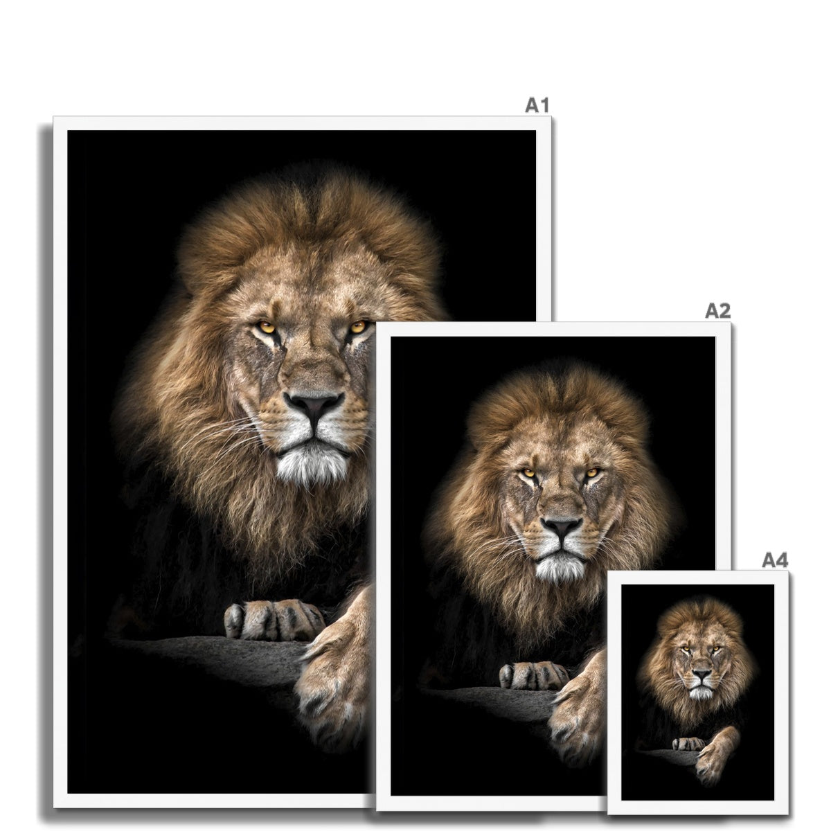 King of Beasts Framed Print