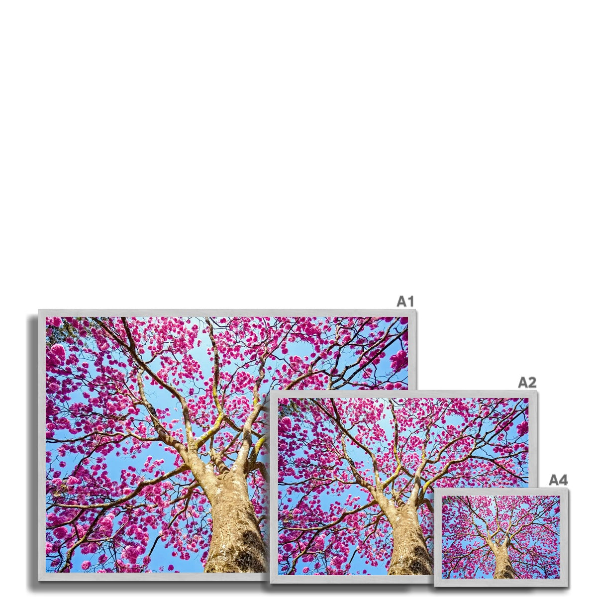 The Blooming Canopy Antique Framed Print