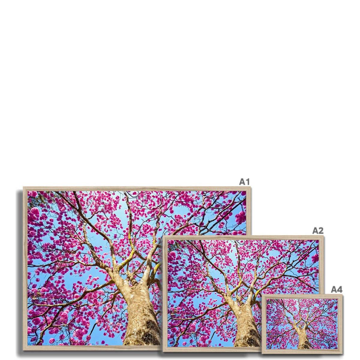 The Blooming Canopy Framed Print