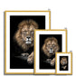 King of Beasts Antique Framed & Mounted Print