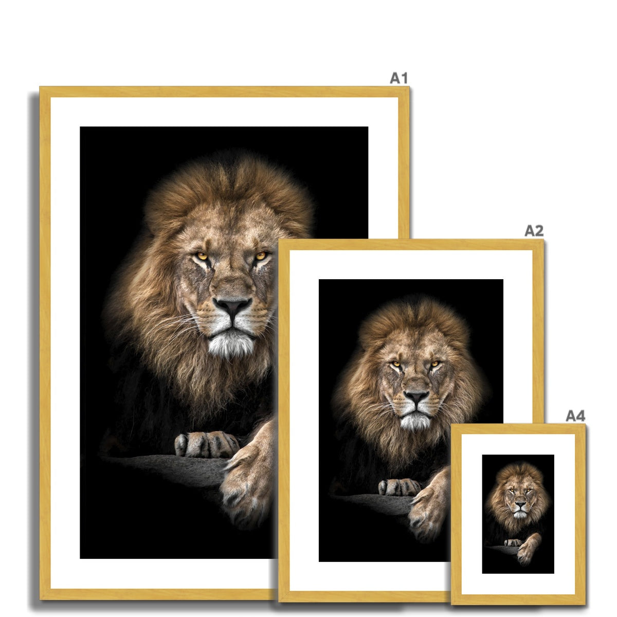 King of Beasts Antique Framed & Mounted Print