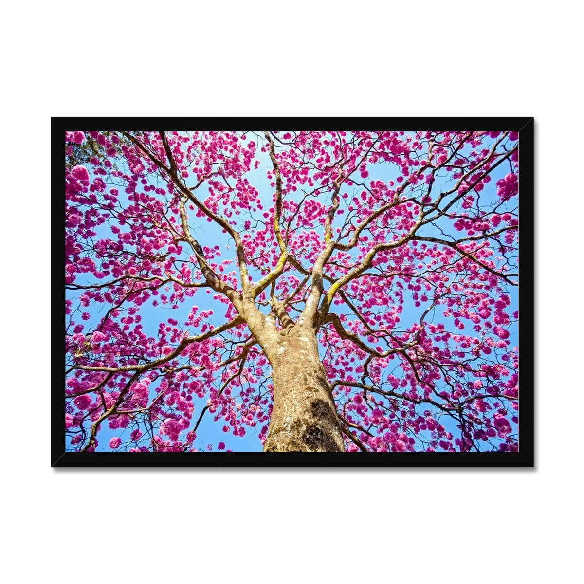 The Blooming Canopy Framed Print