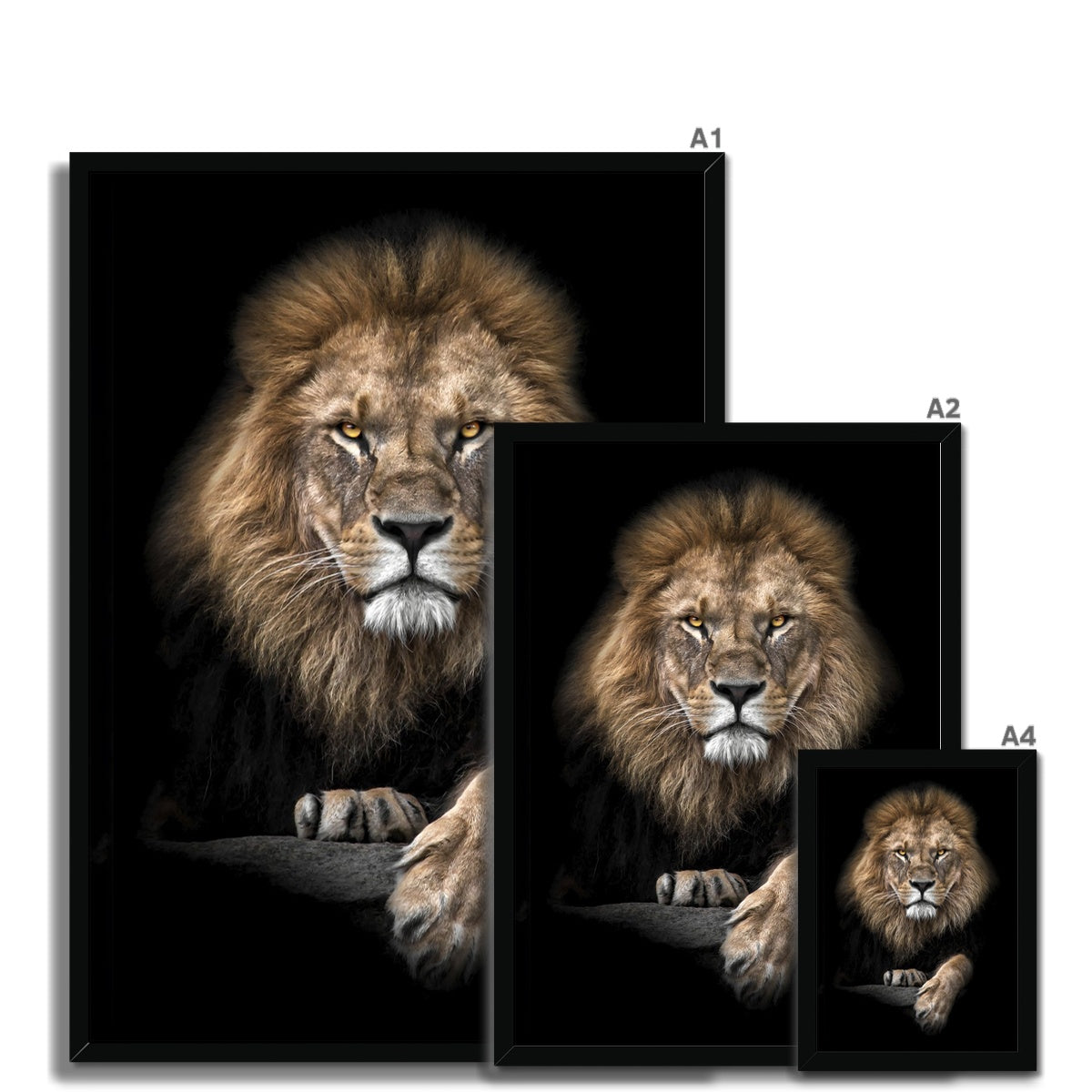 King of Beasts Framed Print