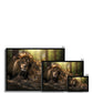 Kings and Cubs Framed Print