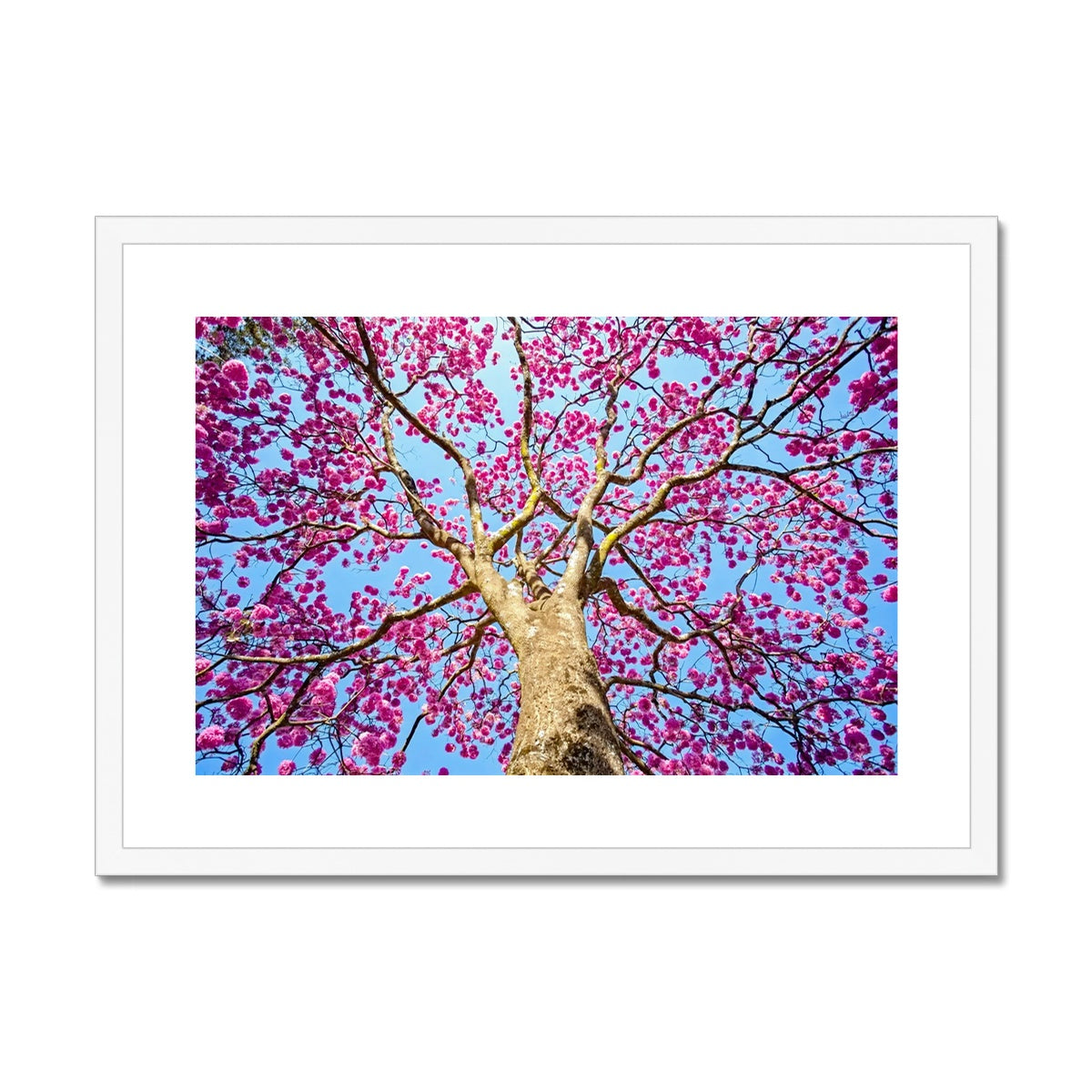 The Blooming Canopy Framed & Mounted Print