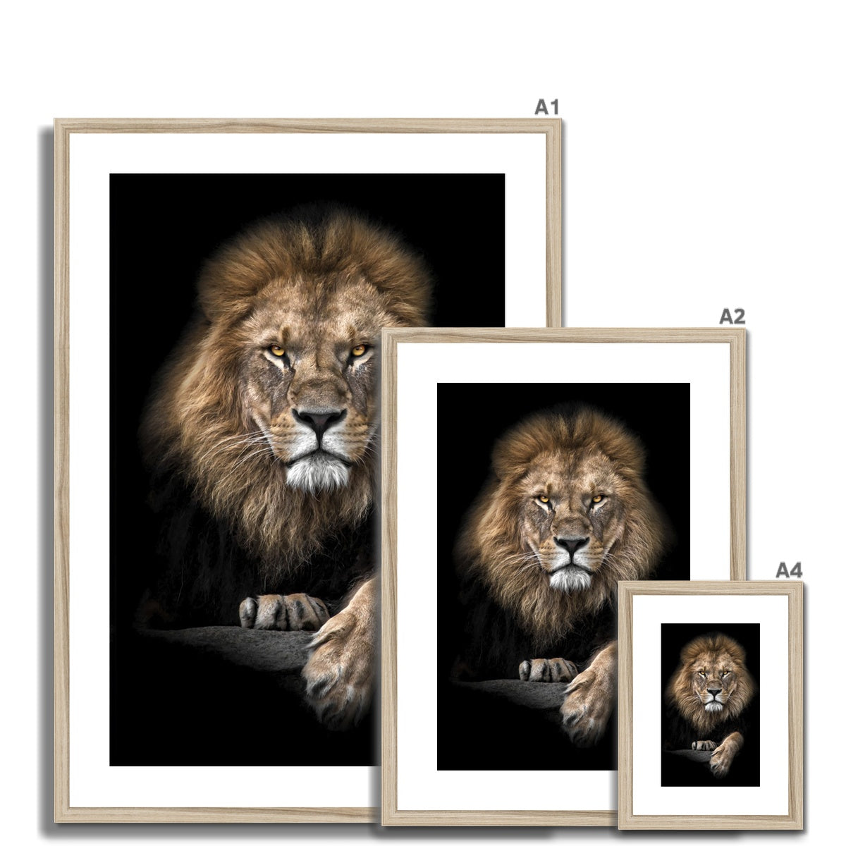 King of Beasts Framed & Mounted Print