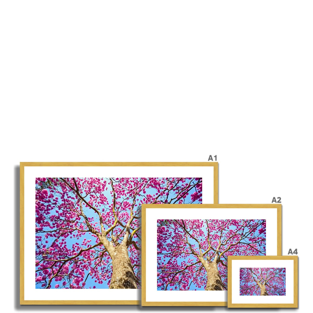 The Blooming Canopy Antique Framed & Mounted Print