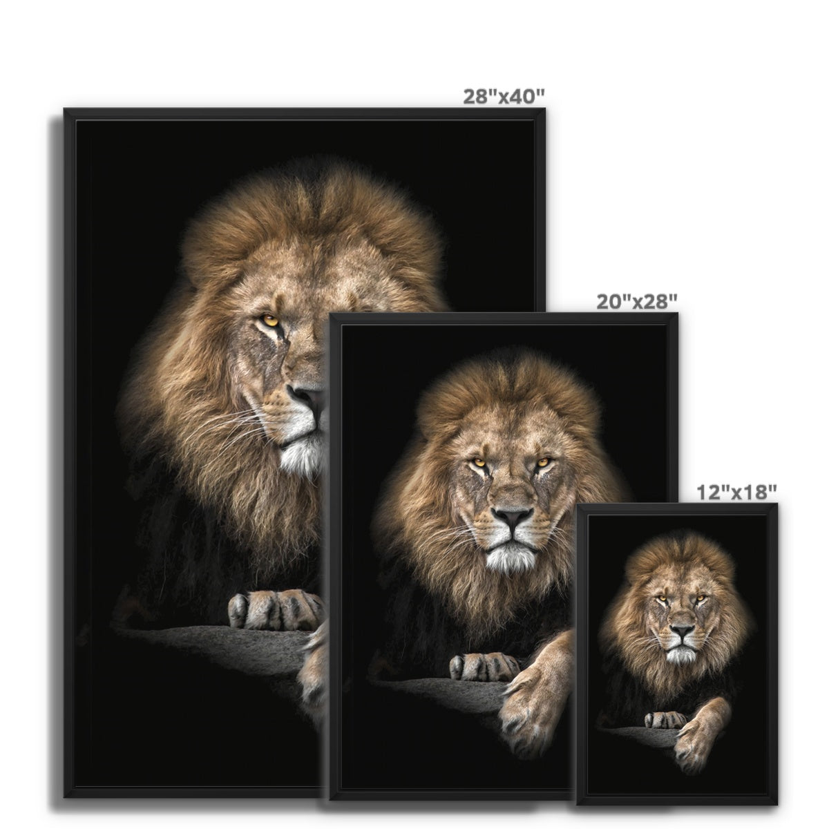 King of Beasts Float Framed Canvas
