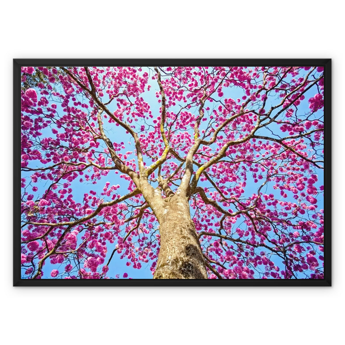 The Blooming Canopy Float Framed Canvas