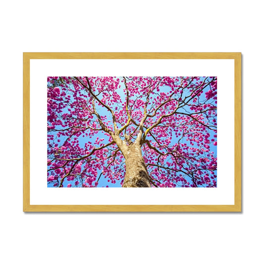 The Blooming Canopy Antique Framed & Mounted Print